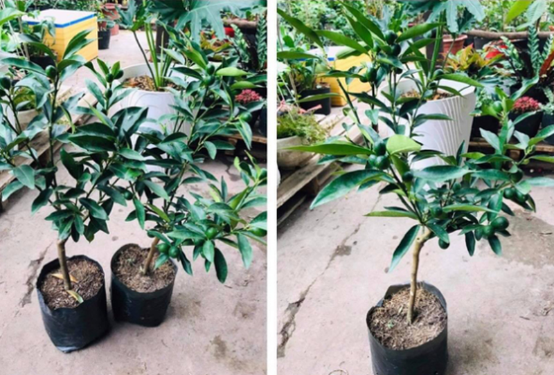 Độc đáo quất Mỹ bonsai giá ‘chát’ hút khách chơi Tết