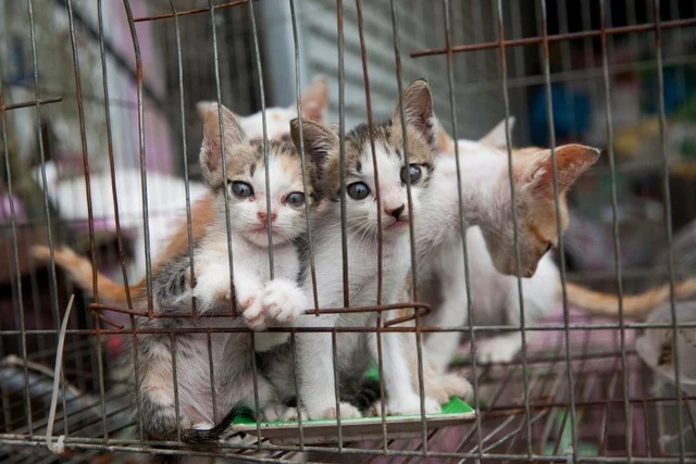 20 con mèo được chuyển tới Đại học Nông lâm Thái Nguyên