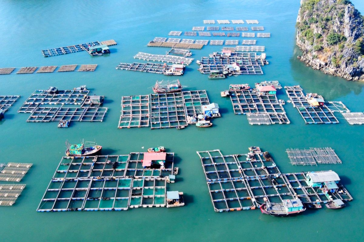 Quảng Ninh là địa phương có ngành nuôi biển phát triển hàng đầu của Việt Nam.