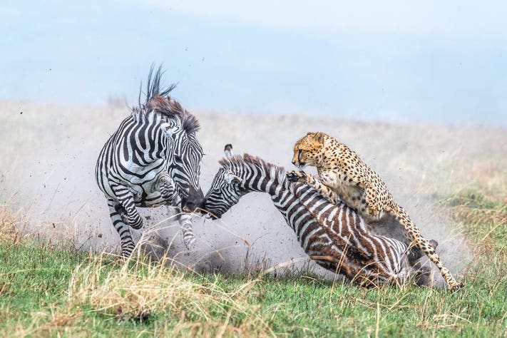 Ngựa vằn mẹ và ngựa con bị báo tấn công, giải Vàng, hạng mục Hành vi của động vật có vú, chụp ở Khu bảo tồn quốc gia Maasai Mara, Kenya