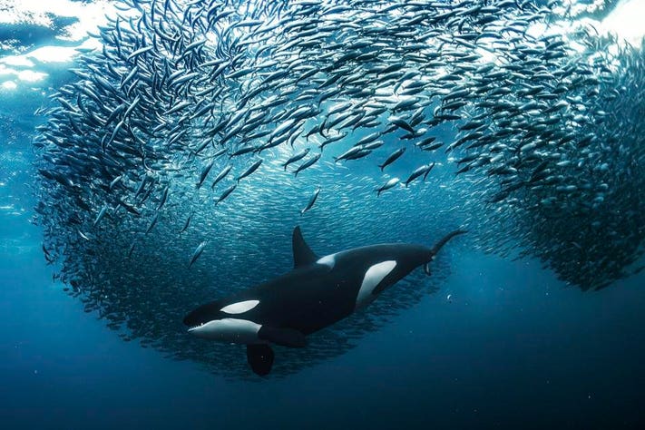 Một con cá voi cái đang săn mồi đàn cá trích, giải Vàng, hạng mục Dưới nước, chụp ở Skjervøy, Na Uy. Mỗi mùa đông, những đàn cá trích khổng lồ di cư từ đại dương rộng lớn vào các vịnh hẹp ở phía bắc Na Uy và thu hút một lượng lớn các loài săn mồi như cá kình và cá voi lưng gù