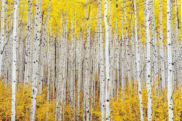 Cây Aspen, giải Bạc, hạng mục Nghệ thuật thiên nhiên. Mỗi mùa thu, những cây dương ở dãy núi Rocky lại khoác lên mình màu sắc rực rỡ trong vài tuần ngắn ngủi. Khu rừng này, ngay bên ngoài thị trấn cùng tên Aspen, Colorado, Mỹ đặc biệt rậm rạp và sôi động