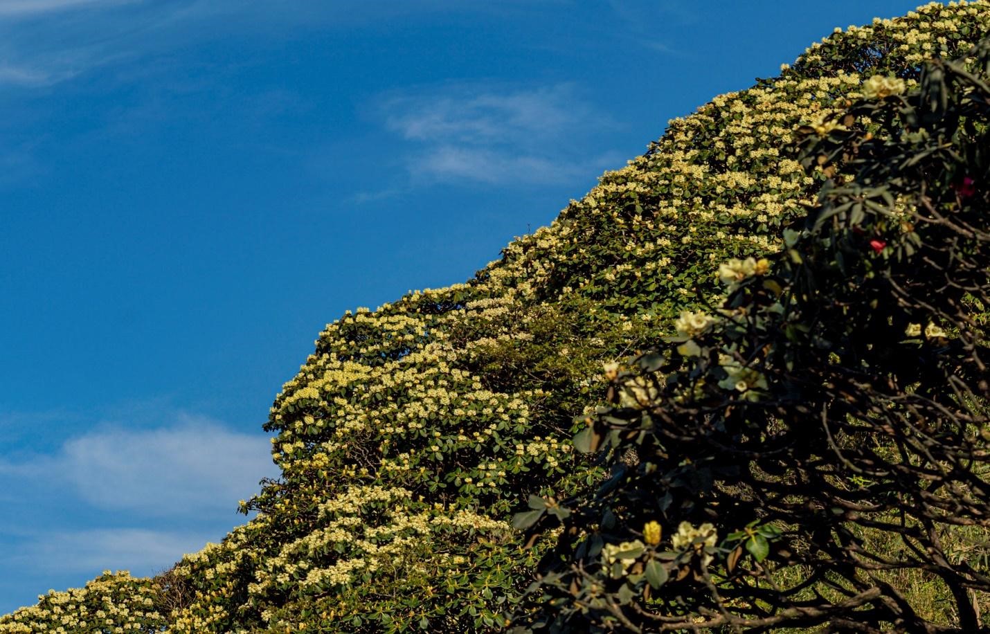 Tại dãy Hoàng Liên Sơn có tới 40 loài đỗ quyên khác nhau, nở rộ theo từng đợt, từ tháng 2 đến tháng 6 hàng năm. Vì vậy, mùa hè là thời điểm Fansipan thu hút đông đảo du khách nhất trong năm bởi vẻ đẹp thơ mộng hiếm có của nữ hoàng hoa Tây Bắc