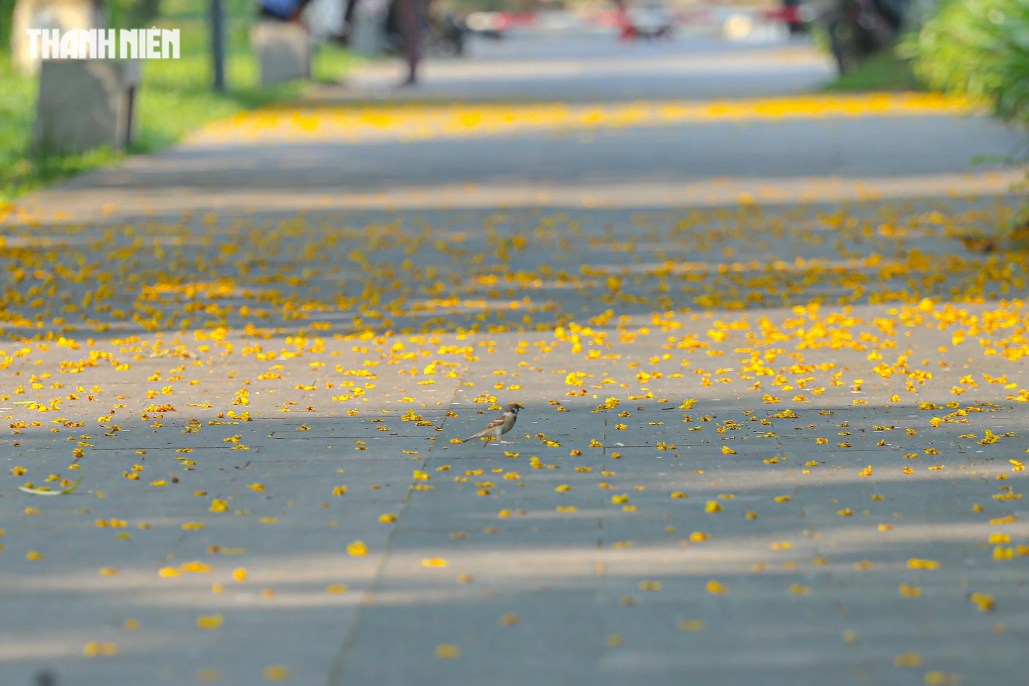 Sau cơn gió, mùa hoa điệp rơi rụng, tạo thành một dải lụa sặc sỡ, trải dài các con đường trong công viên xứ Huế