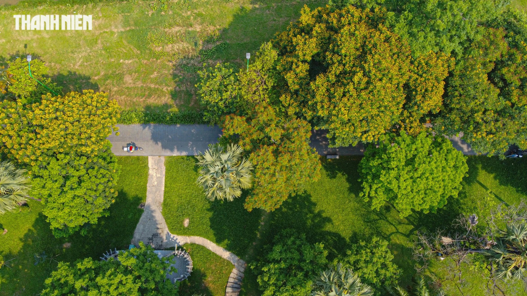 Thân cây điệp vàng lớn có thể cao đến 15 mét, tán phủ rộng, được trồng để làm đẹp và lấy bóng mát trong công viên
