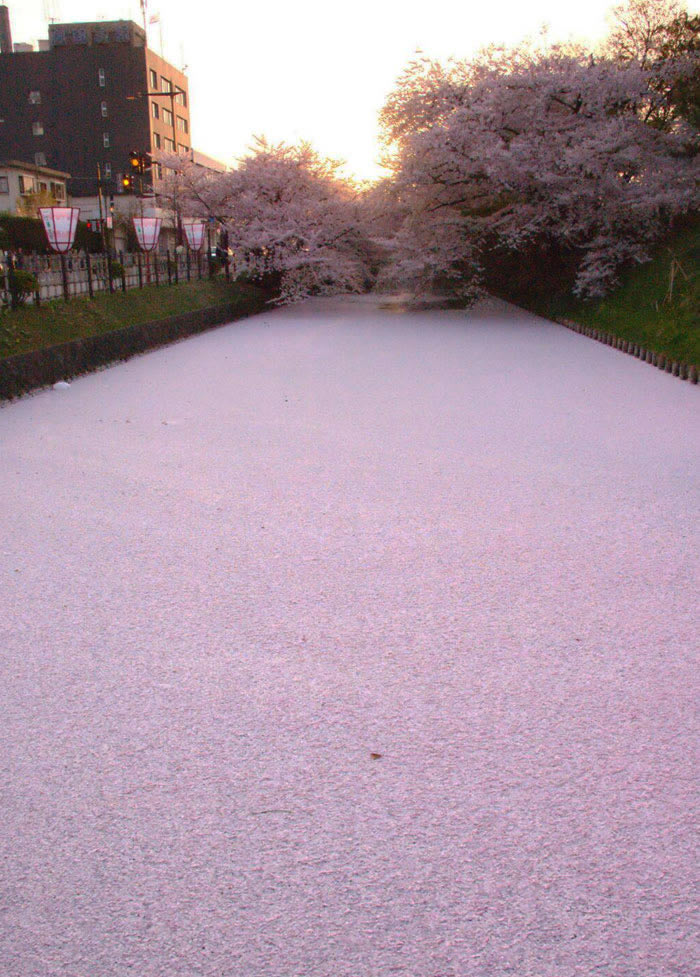 Dòng sông Nhật Bản tràn ngập cánh hoa anh đào. Mùa hoa anh đào là mùa cao điểm du lịch của nước Nhật, lịch hoa anh đào nở năm nay tại Nagoya vào ngày 21.3 và nở rộ vào ngày 1.4; tại Kyoto hoa nở vào ngày 23.3 và nở rộ vào ngày 2.4