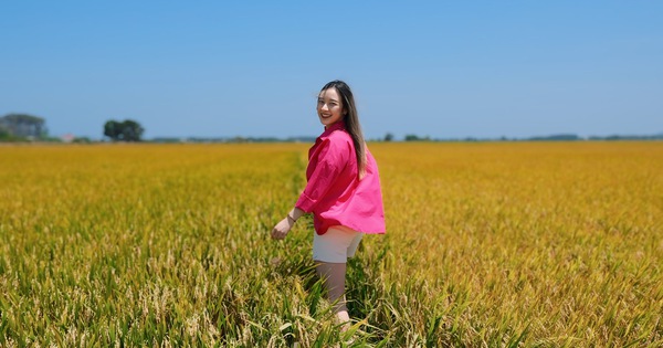 Mục sở thị cánh đồng lúa vàng đang ‘gây sốt’ ở Vũng Tàu